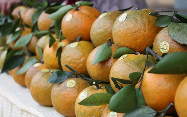 bán gì dịp tết