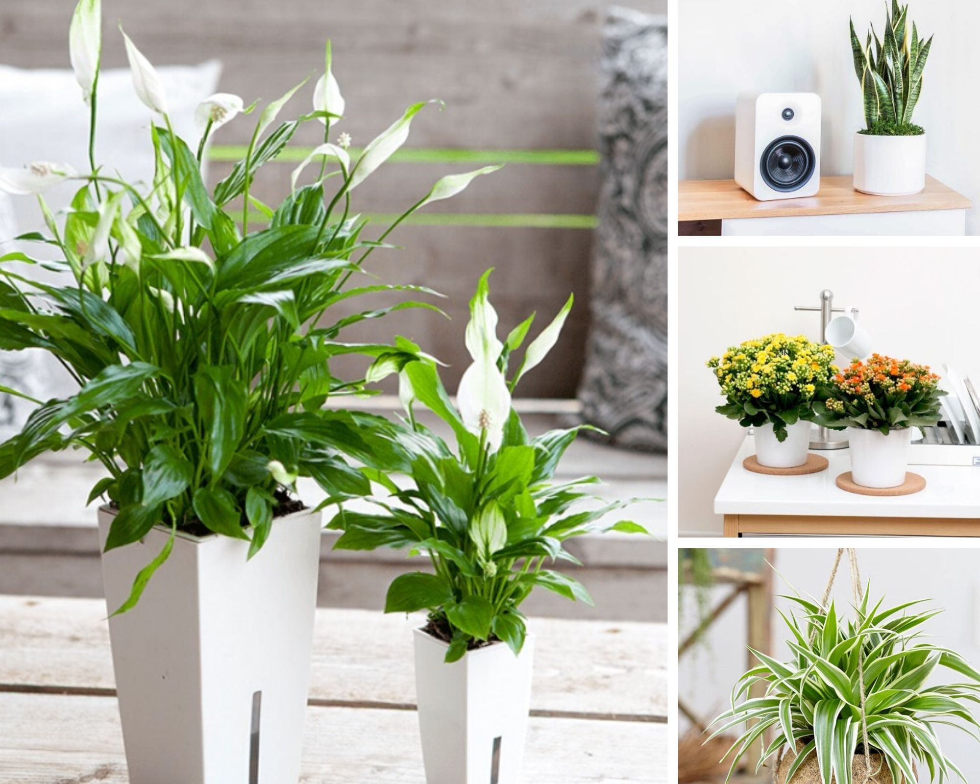 quà tặng ngày tết